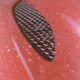 Illustration for article titled The Alfa Romeo Giulia Quadrifoglio On Film